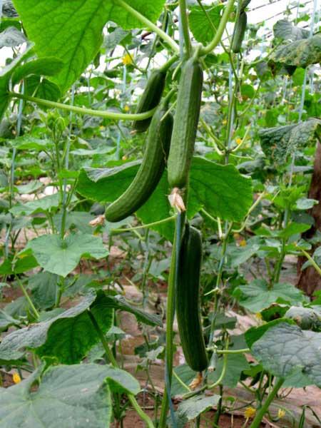 温室大棚迷你黄瓜定植后的管理