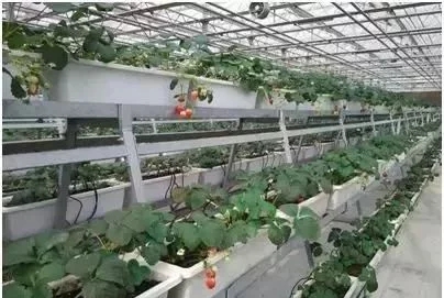 大棚草莓无土栽培技术!让产量翻倍的栽培模式究竟要注意哪些问题