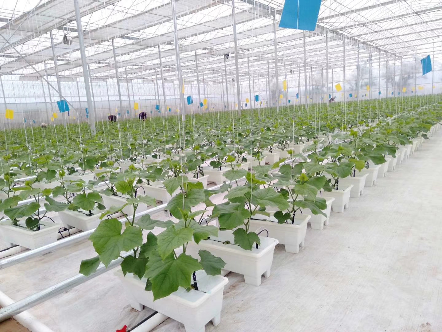 智能温室种植有哪些好处?